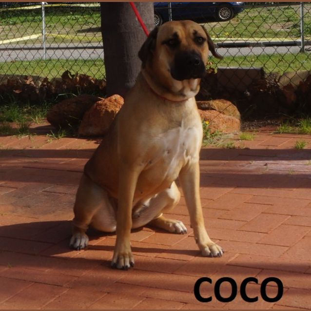 Photo of Coco