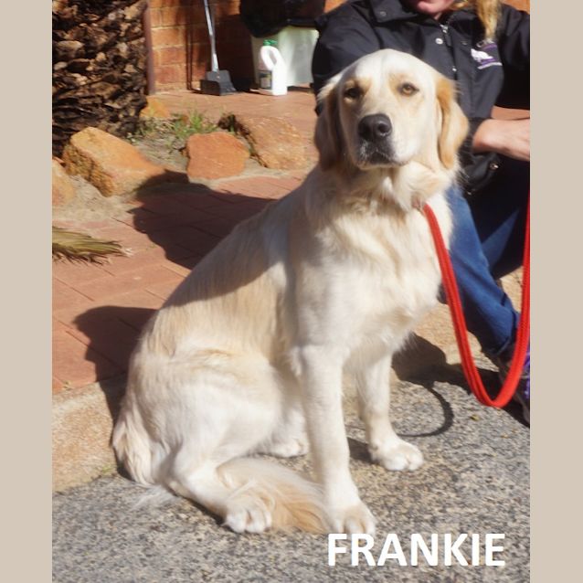 Photo of Frankie