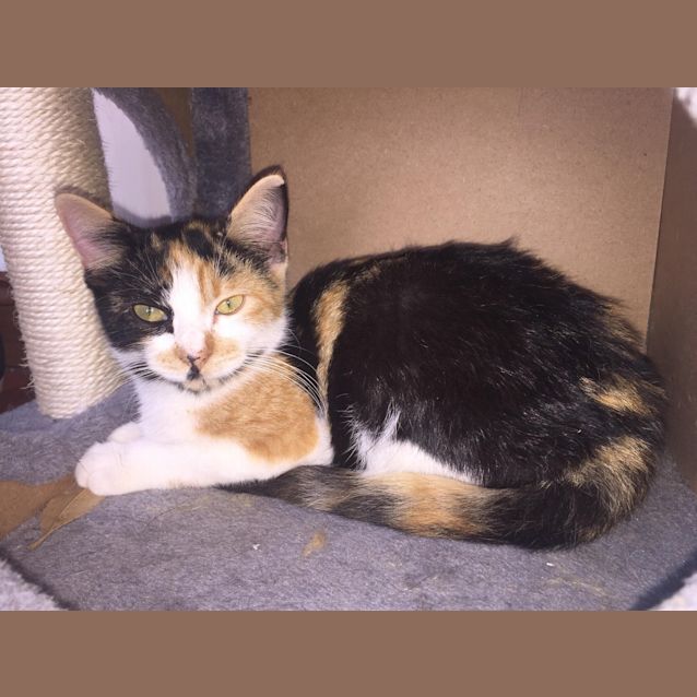 Photo of Honey 