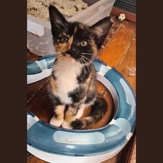 Photo of Ruby