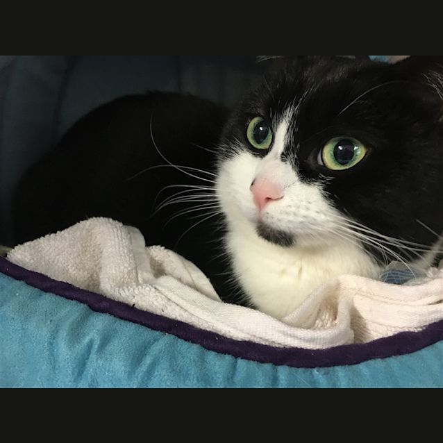 Photo of Willow