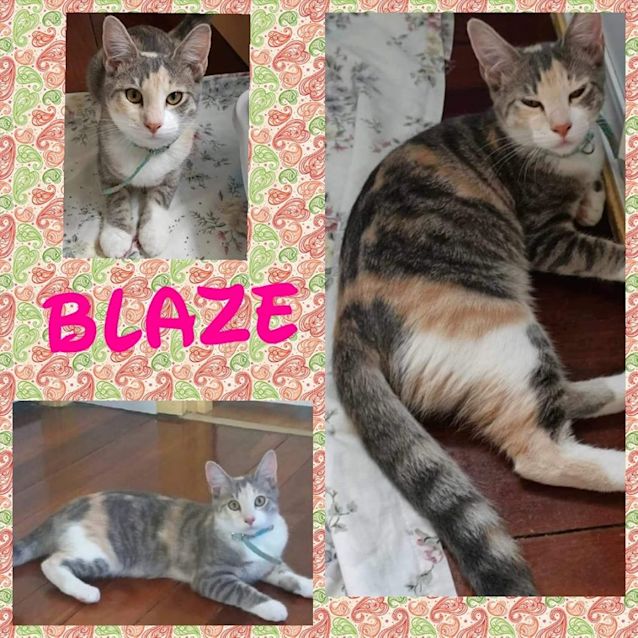 Photo of Blaze