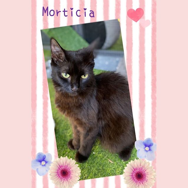 Photo of Morticia