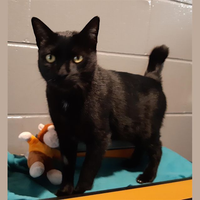 Photo of Kuro