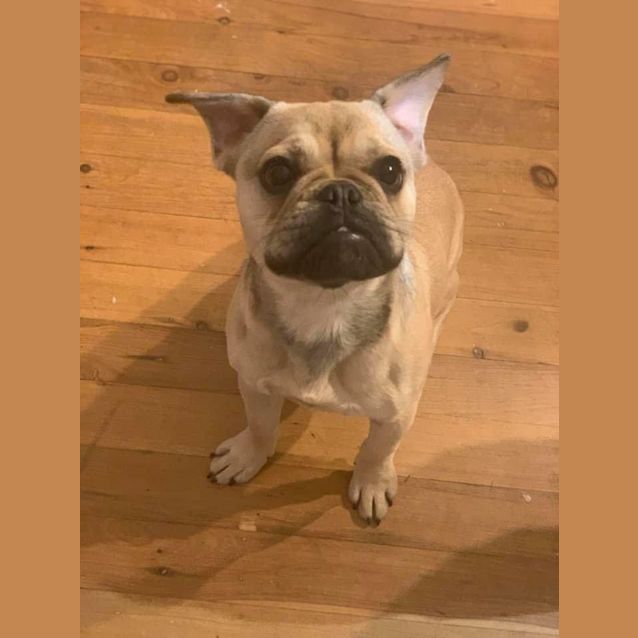 Photo of Freddy 🦴