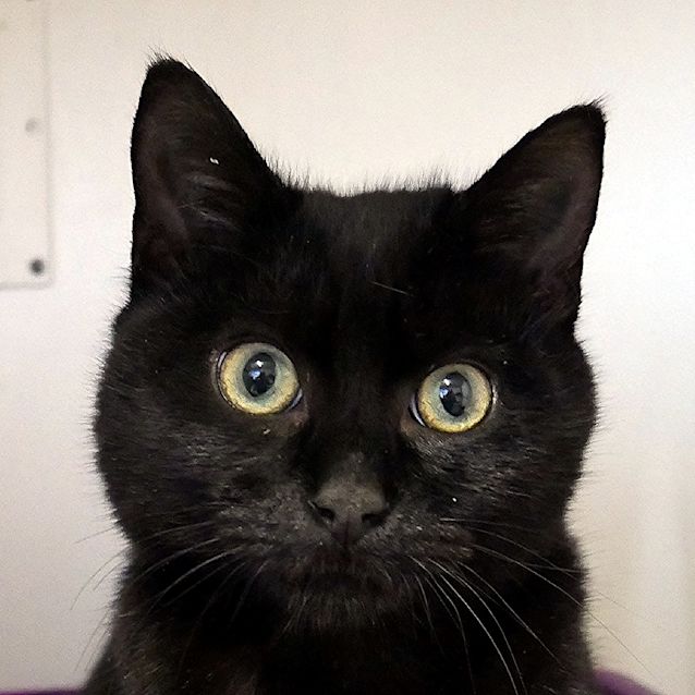 Photo of Gizmo Suk005332