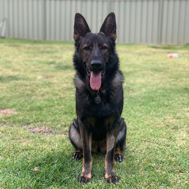 Photo of Rogue ~ 2yo German Shepherd (Eval. Enquiries)