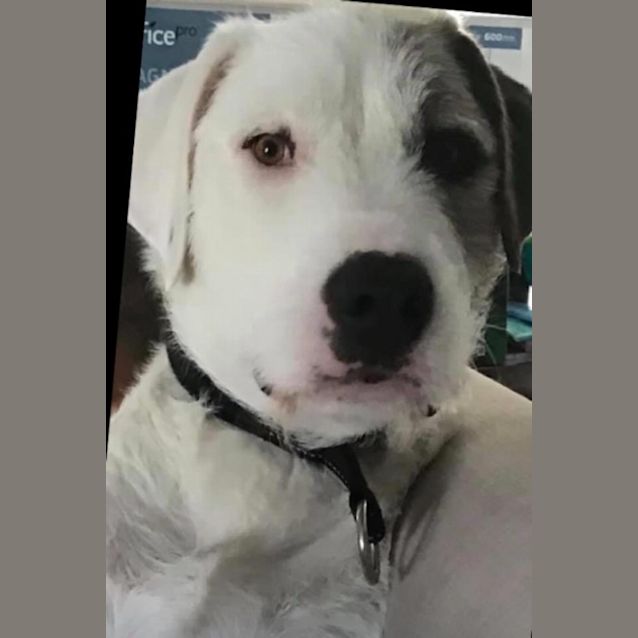 Photo of Ruby 