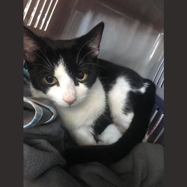 Photo of Marmalade