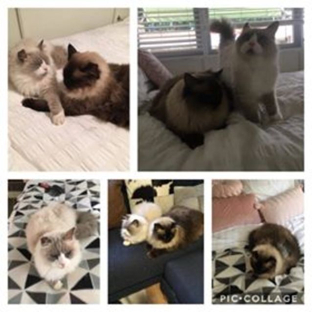 Photo of Henry & Bertie