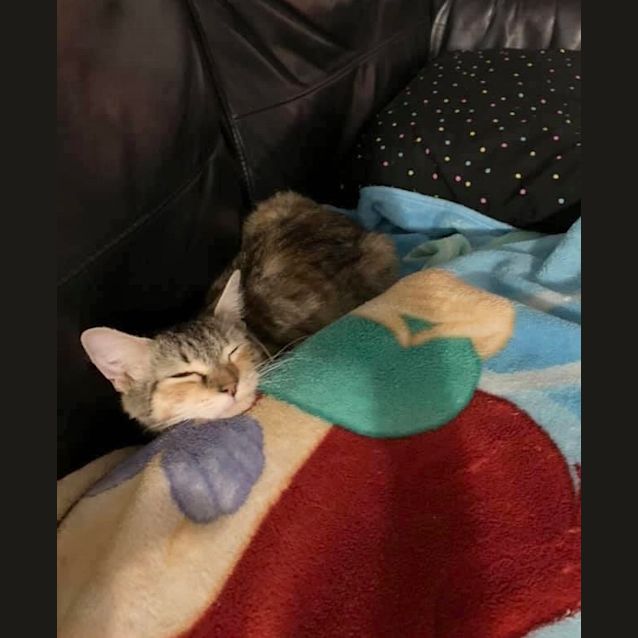 Photo of Matilda 🐈