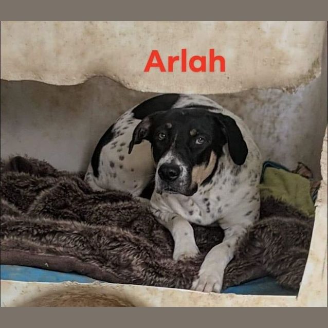 Photo of Arlah