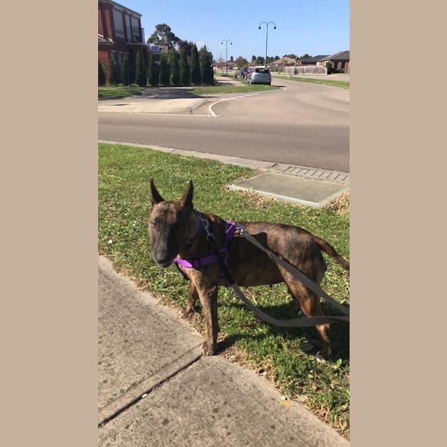 Photo of Zelda   Foster Carer Needed