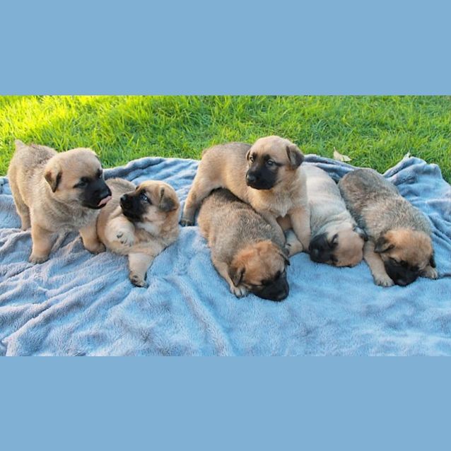 Photo of Nala Pups X 6