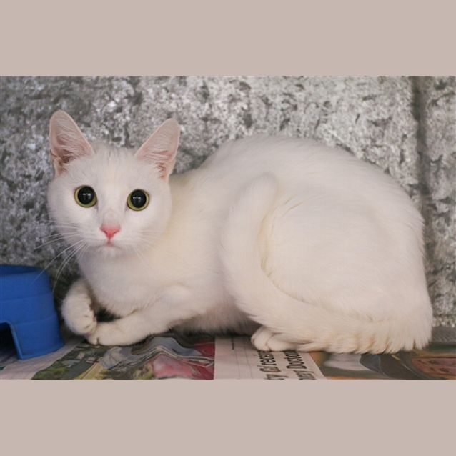 Photo of Willow
