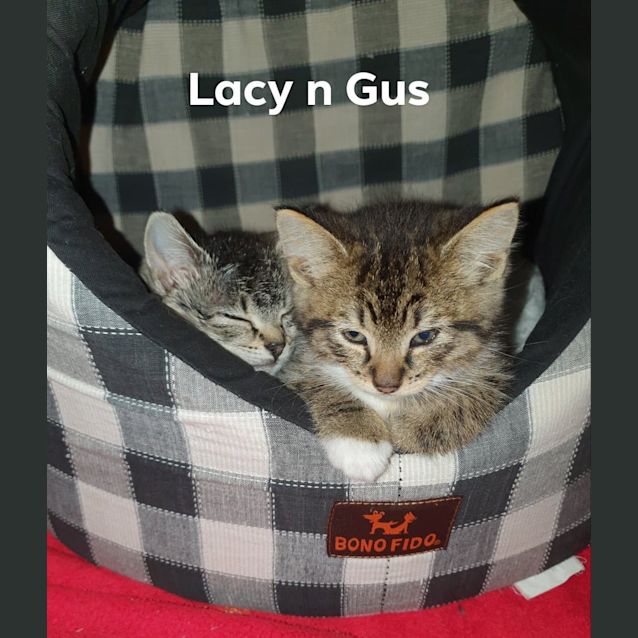 Photo of Gus 🧶🧶