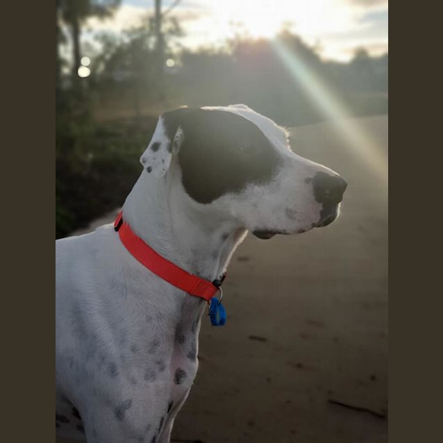 Photo of Oreo