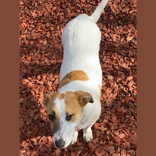 Photo of Stella