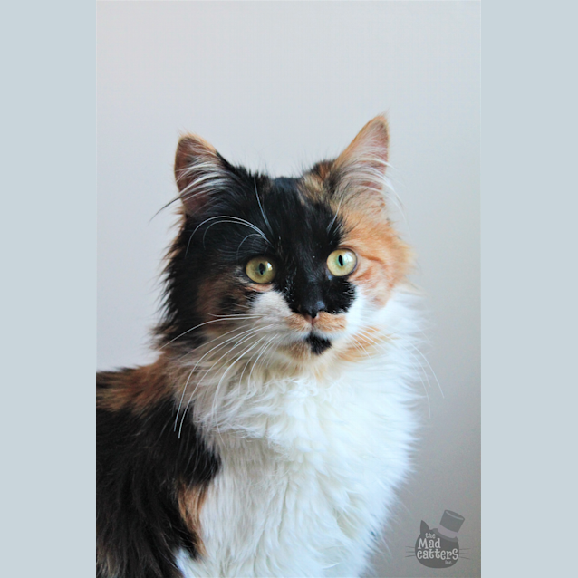Photo of Delilah 