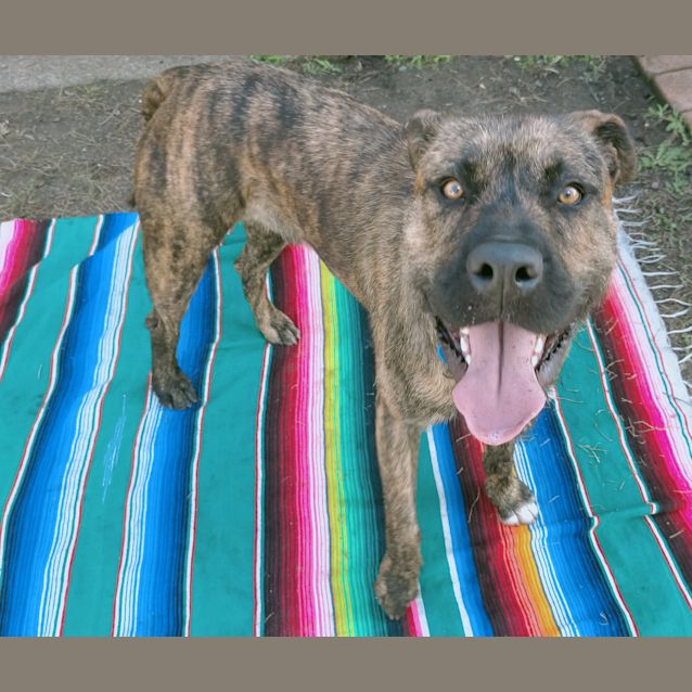 Photo of Rollo 