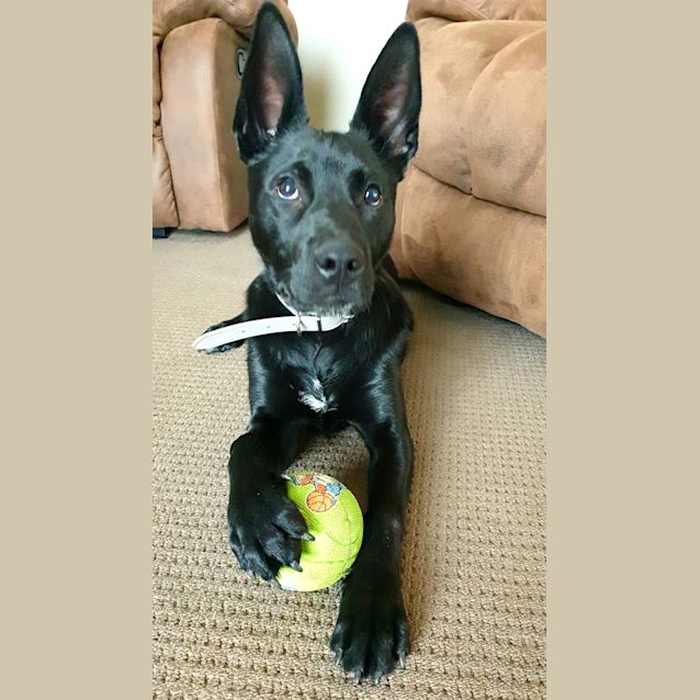 Photo of Chase