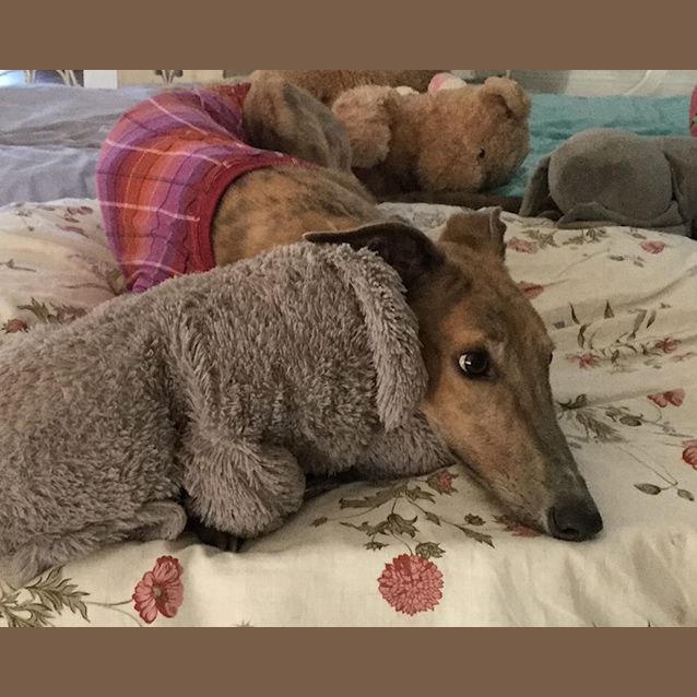 Photo of Honey.  Logan Qld