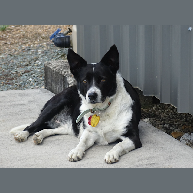 Photo of Daisy