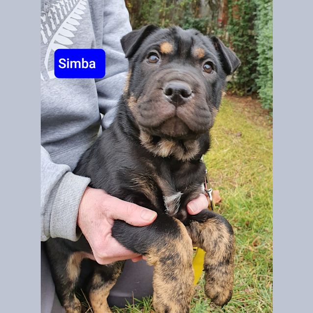 Photo of Simba