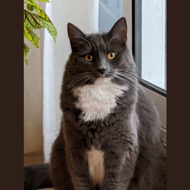 Photo of Simba