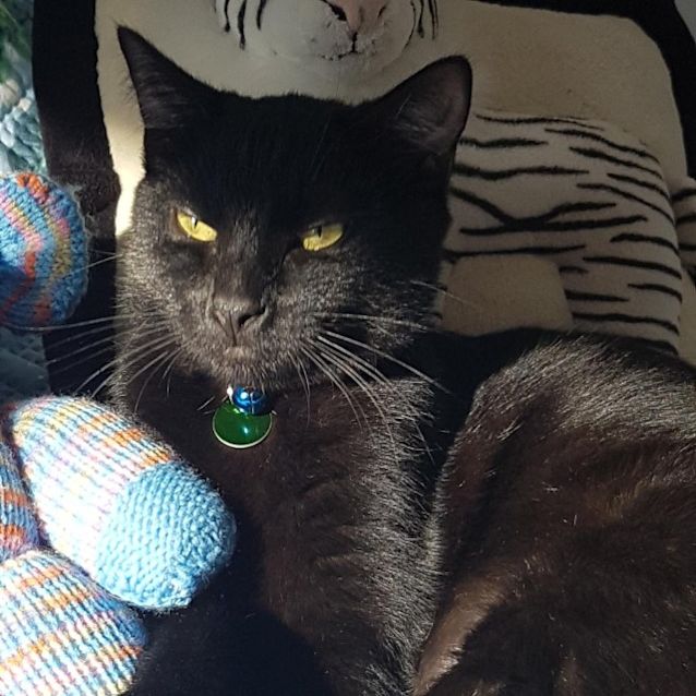 Photo of Zorro
