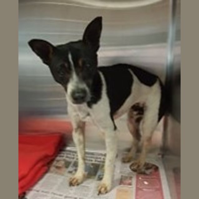 Photo of Chester