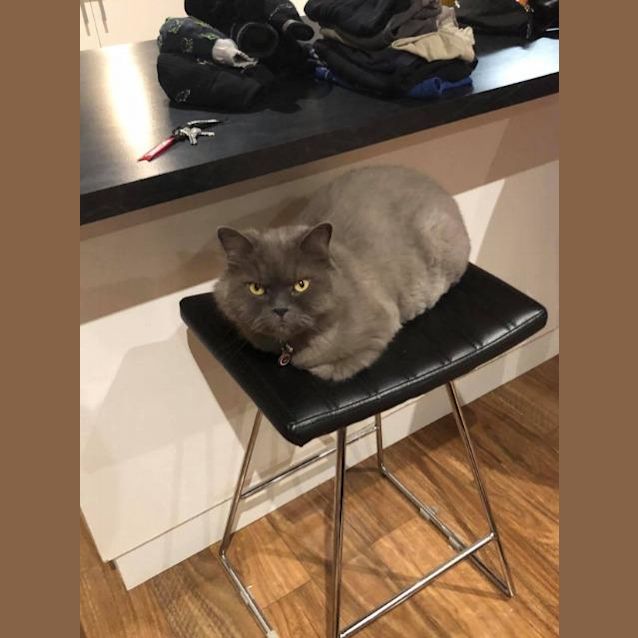 Photo of Bear Grey