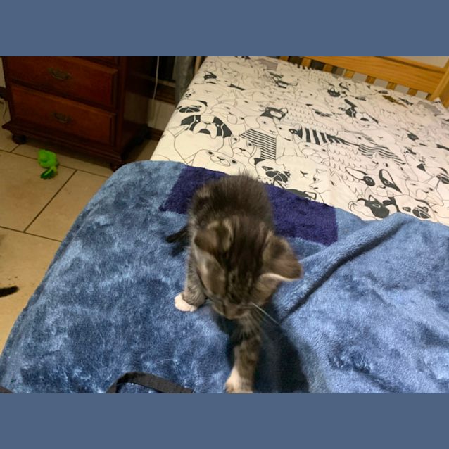 Photo of Pikelet 