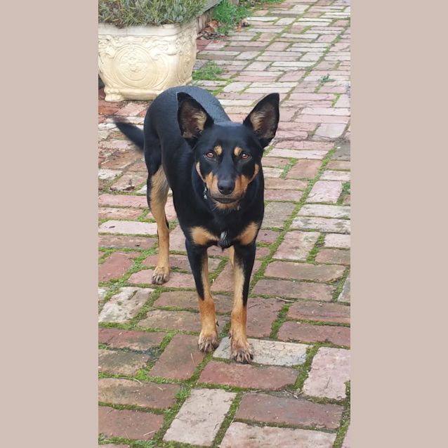 Photo of Roxi