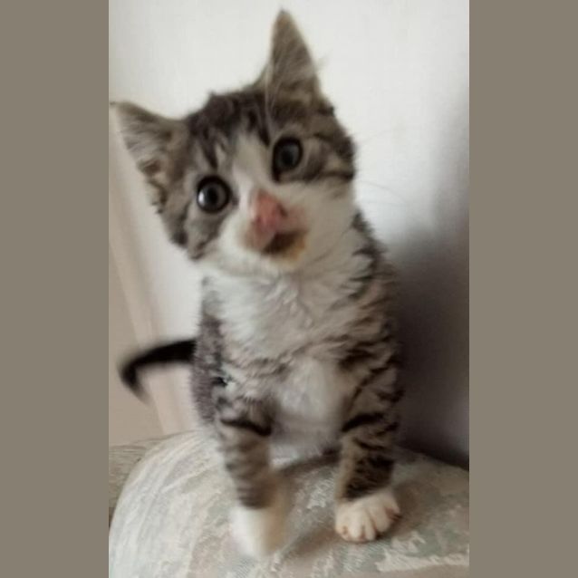 Photo of Piper