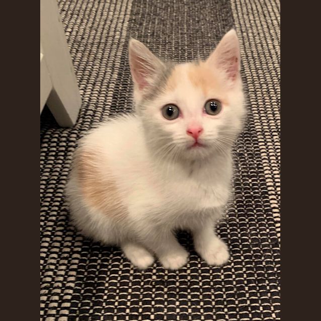 Photo of Pippa
