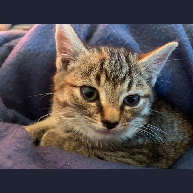 Photo of Pixie