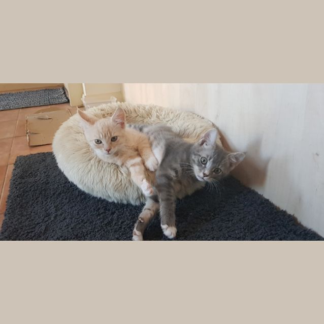 Photo of Biscuit & Jordan