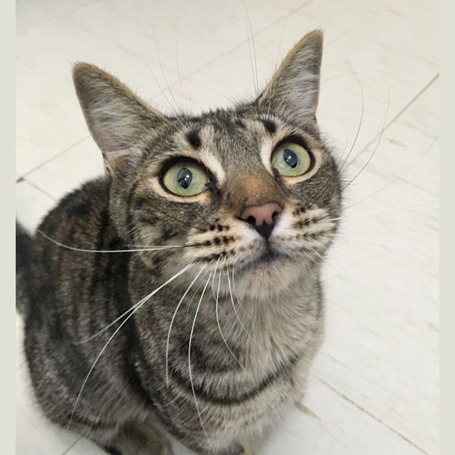 Photo of Pepper