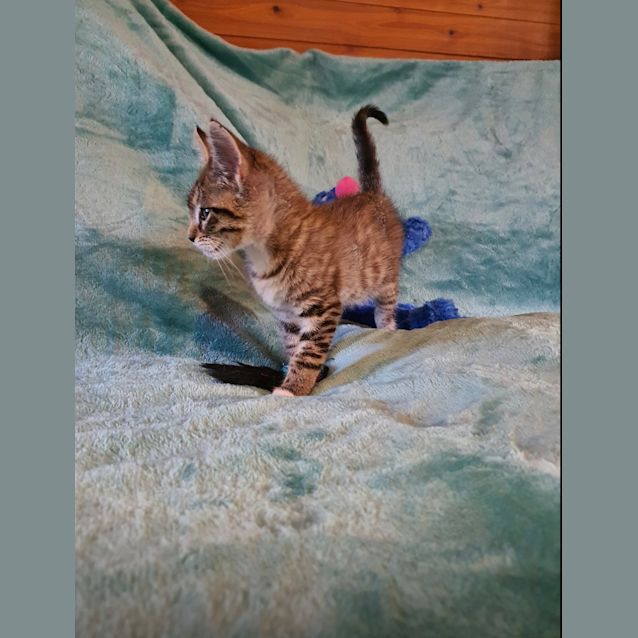 Photo of Gemini