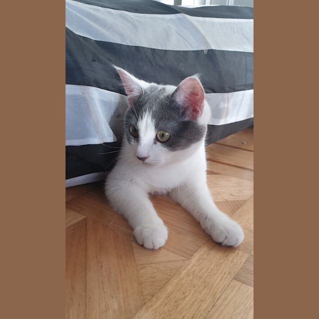 Photo of Pippa