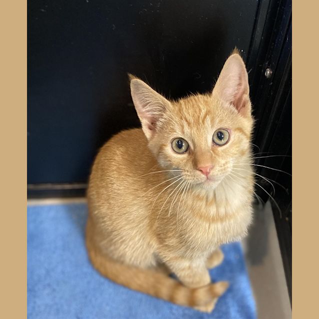 Photo of Simba