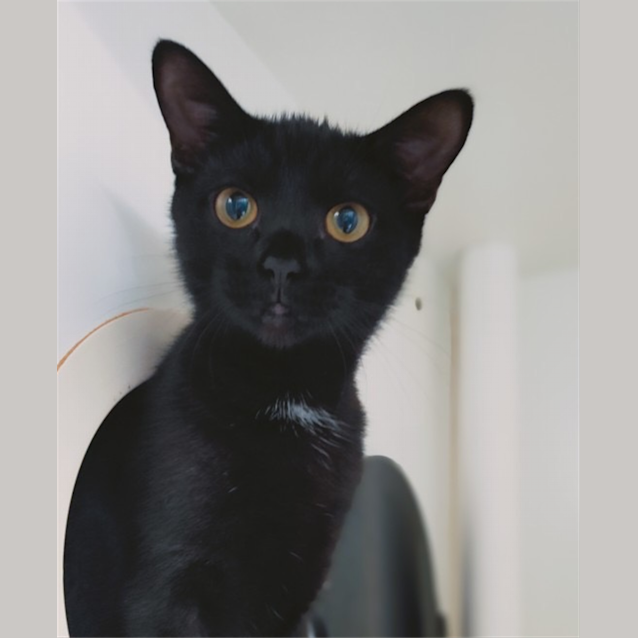 Photo of Ruby
