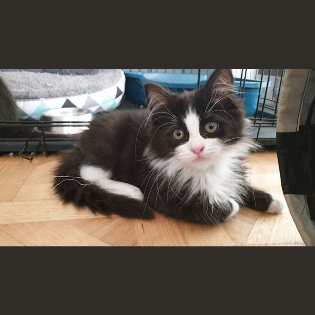 Photo of Gizmo
