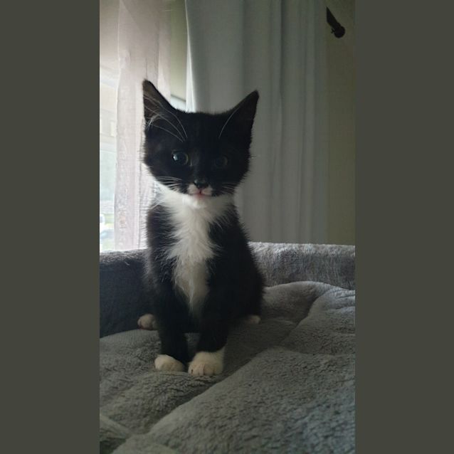 Photo of Tingles