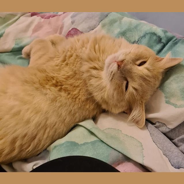Photo of Haloumi