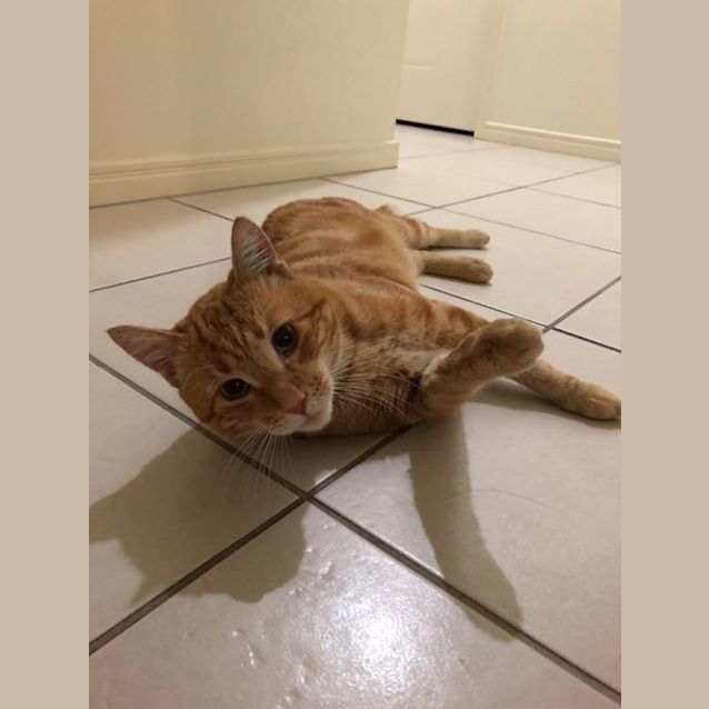 Photo of Tango