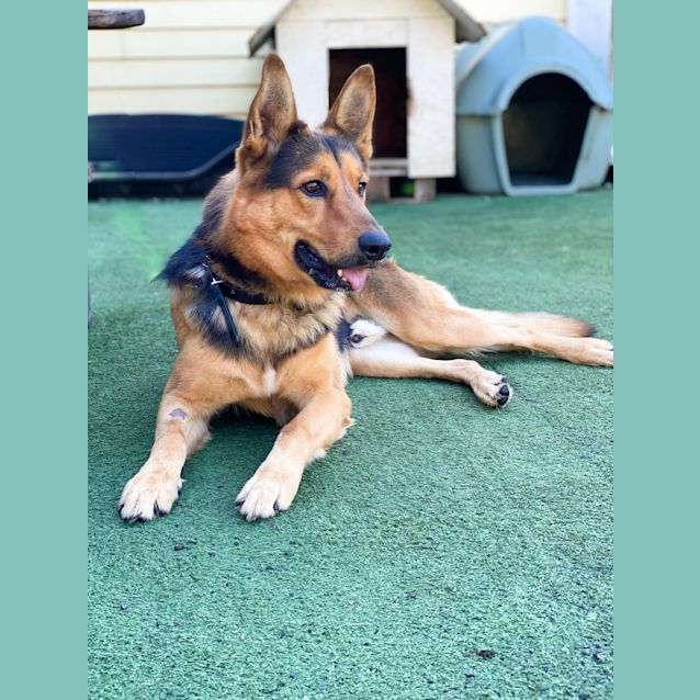 Photo of Koa