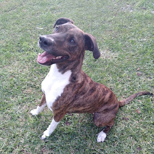 Photo of Nala ~ 18mo Greyhound X Mastiff (Pend Adoption?)
