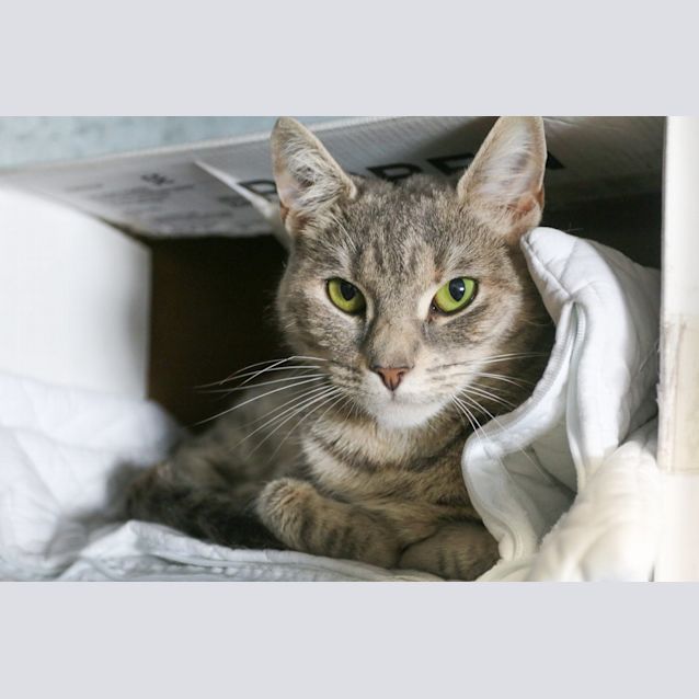 Photo of Mau